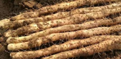 The role of yam 5